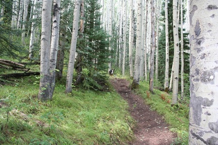 forestwalk-4